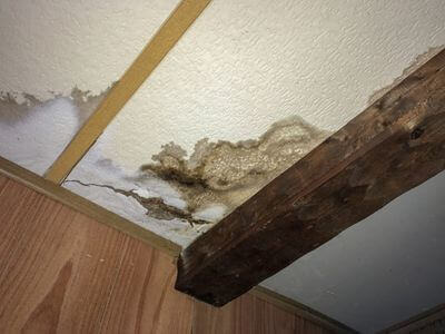 Professional mold removal services in Commerce charter